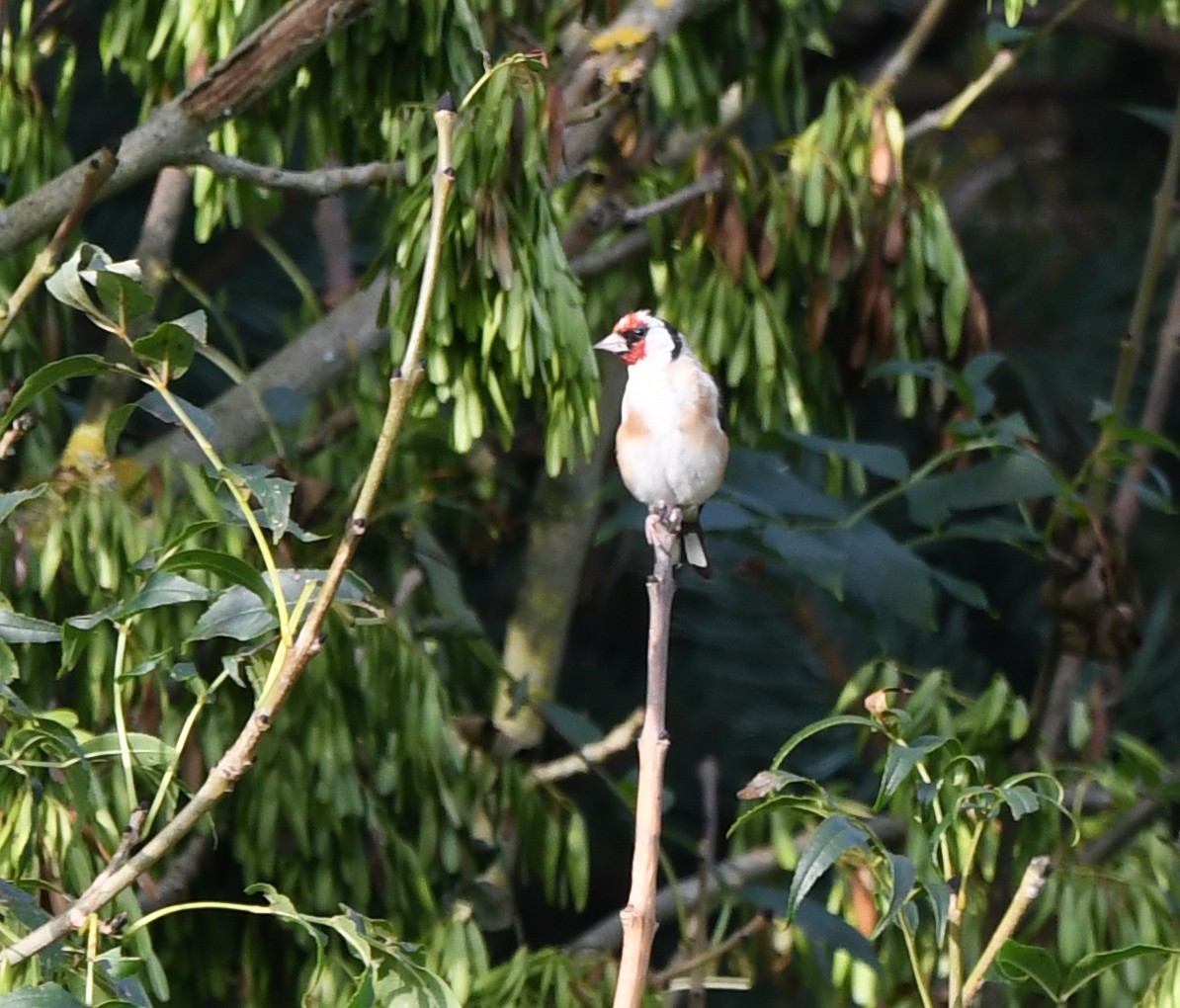 European Goldfinch (European) - A Emmerson