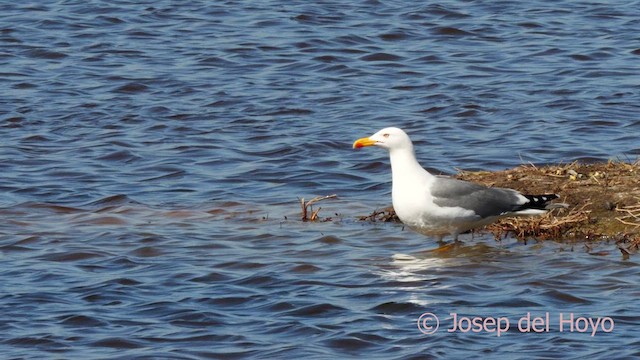 Gaviota Patiamarilla (michahellis) - ML616143950