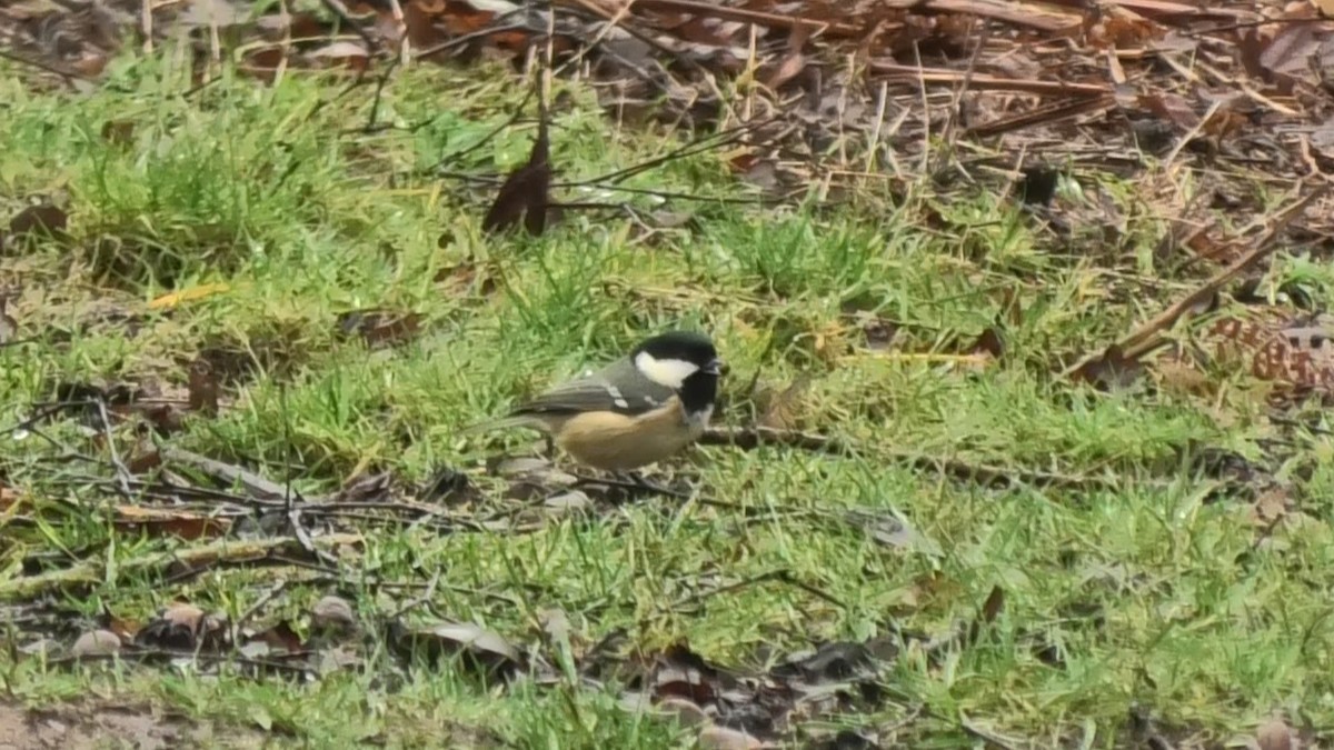 Coal Tit - ML616143972