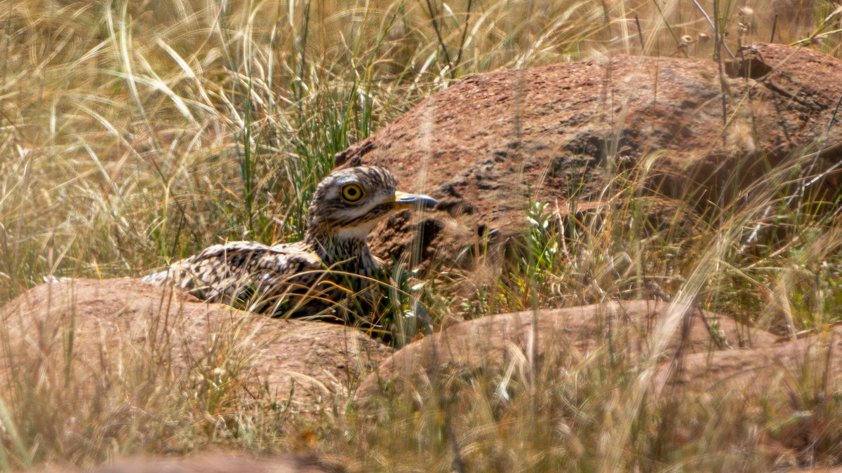 Spotted Thick-knee - ML616144005