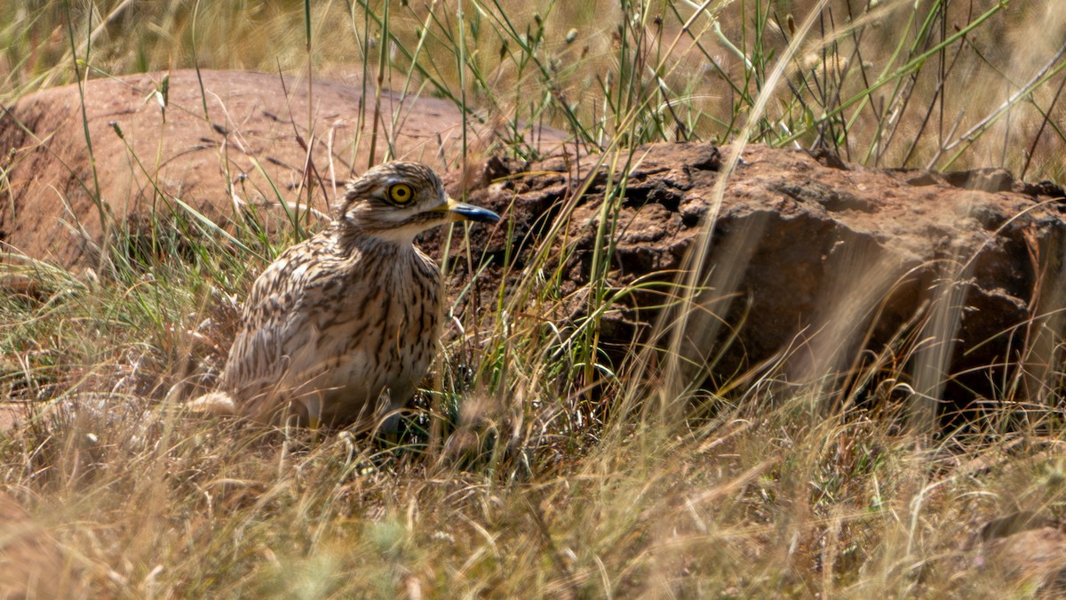 Spotted Thick-knee - ML616144006