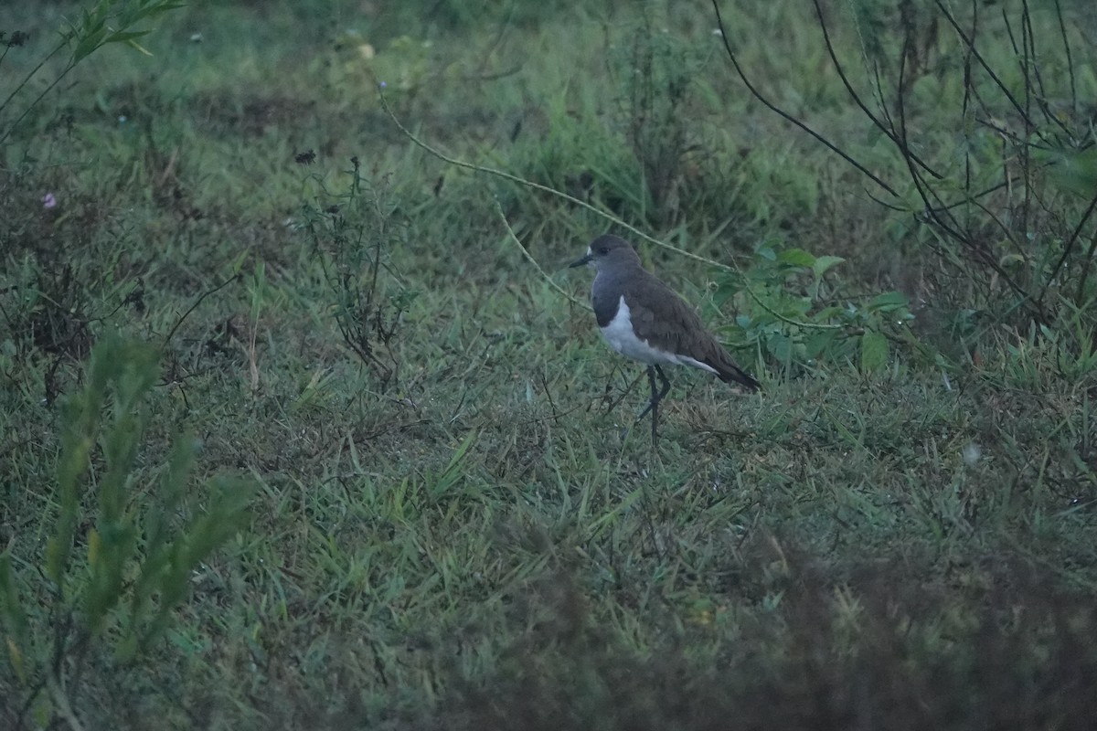 Senegal Lapwing - ML616144027