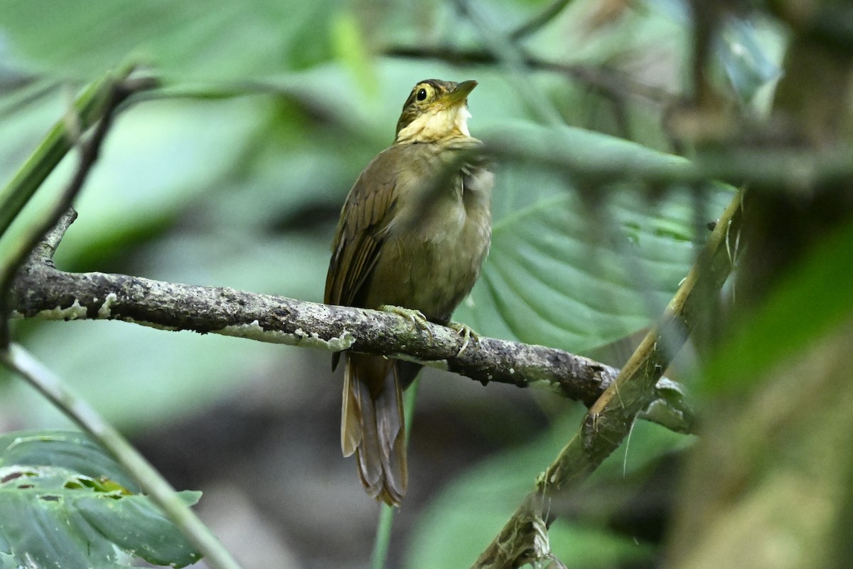 Chiriqui Foliage-gleaner - ML616144038