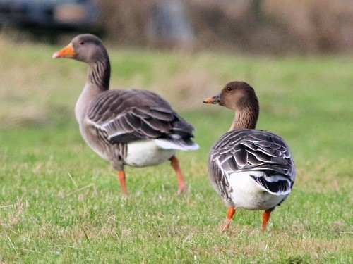 Tundra Bean-Goose - ML616144073