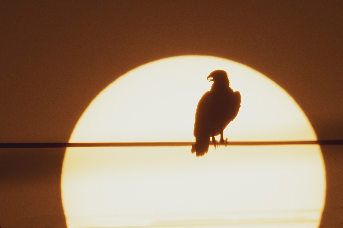 Greater Spotted Eagle - ML616144093