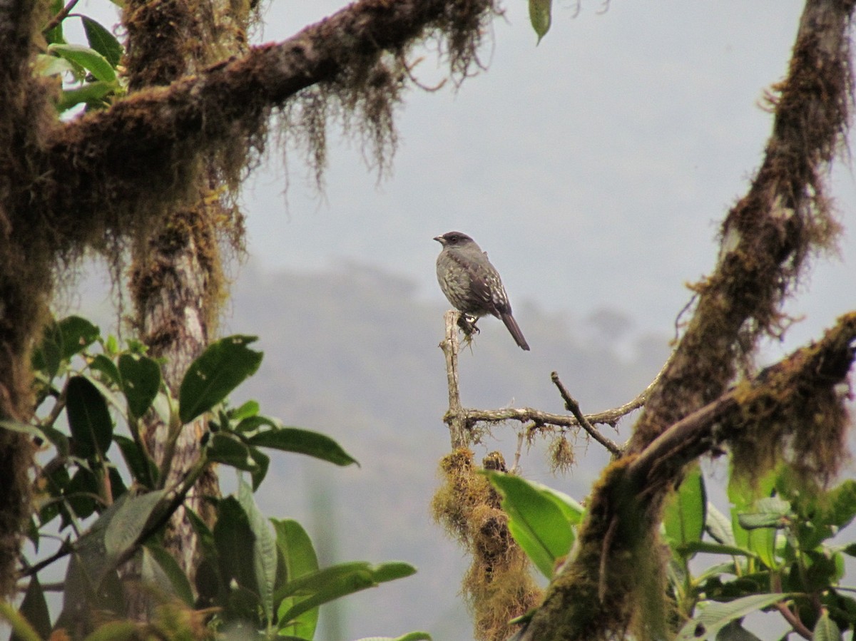 Red-crested Cotinga - ML616144098