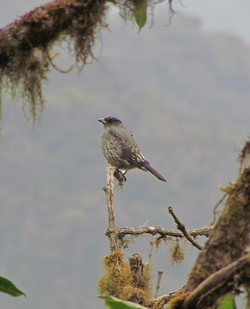 Red-crested Cotinga - ML616144100