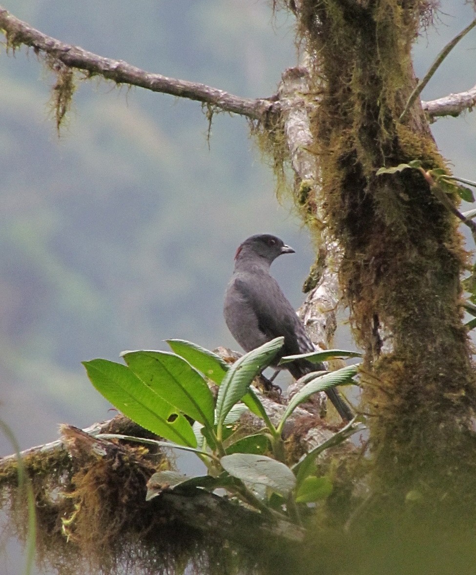 Red-crested Cotinga - ML616144101