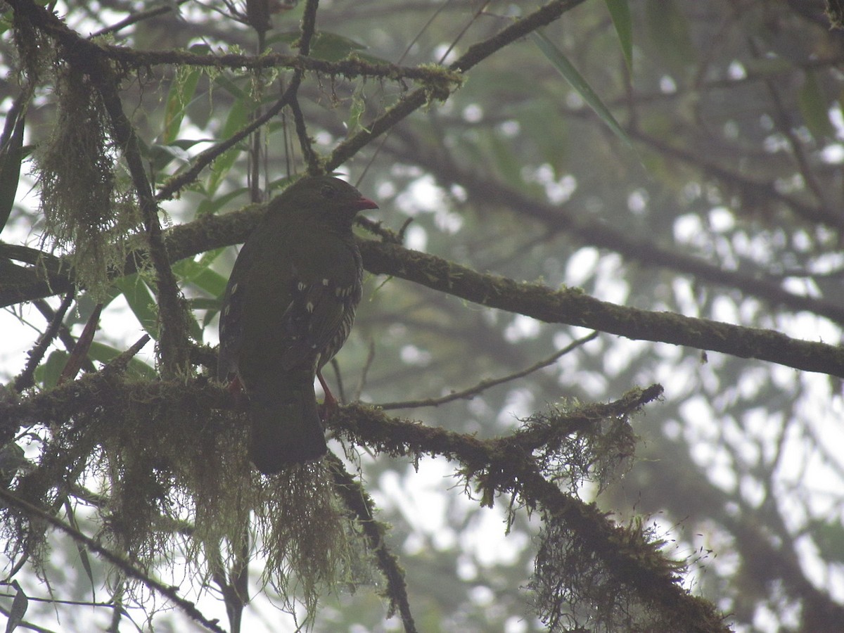 Cotinga barré - ML616144108