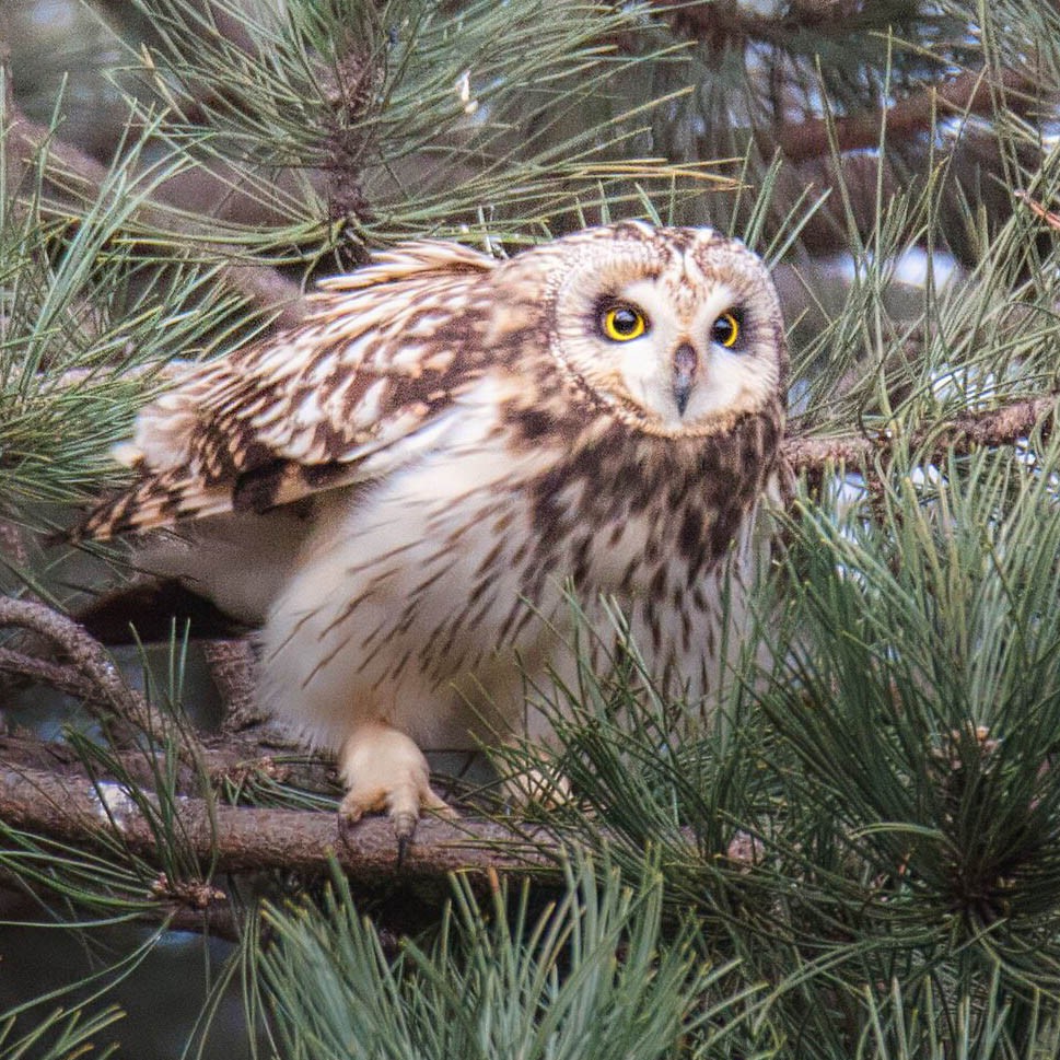 Short-eared Owl - ML616144117