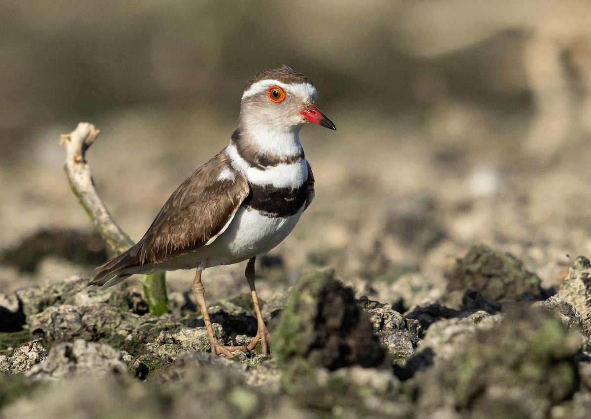 Three-banded Plover - ML616144210