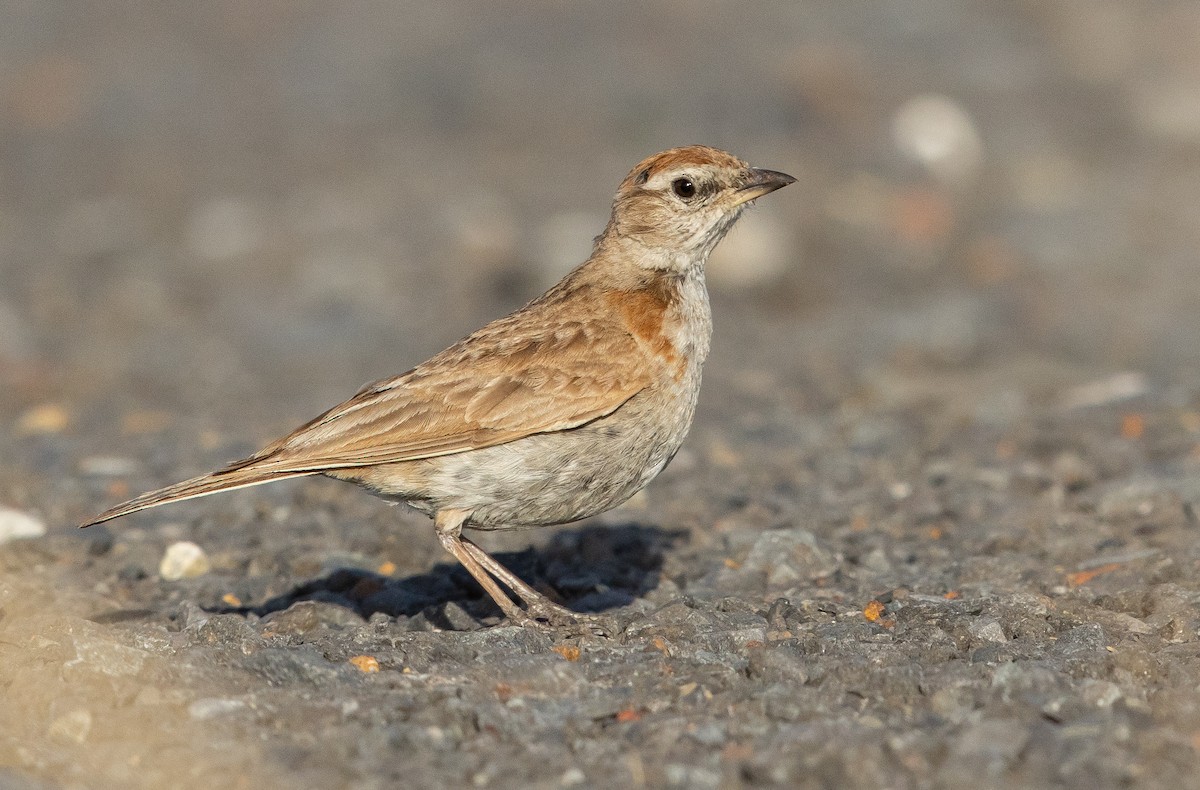 Red-capped Lark - ML616144236