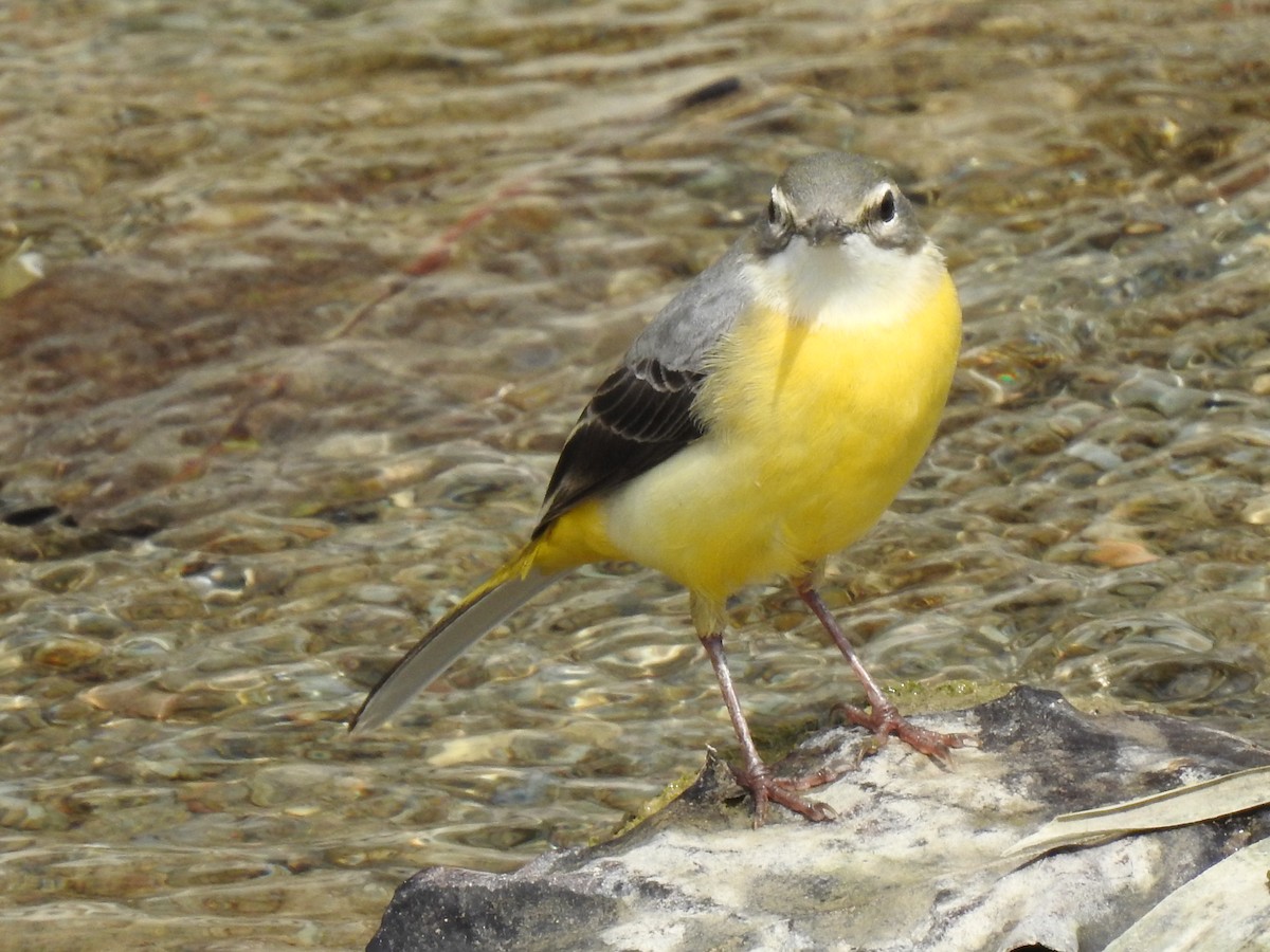 Gray Wagtail - ML616144284