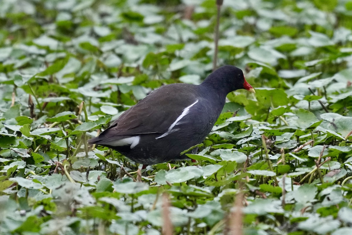 Eurasian Moorhen - ML616144317