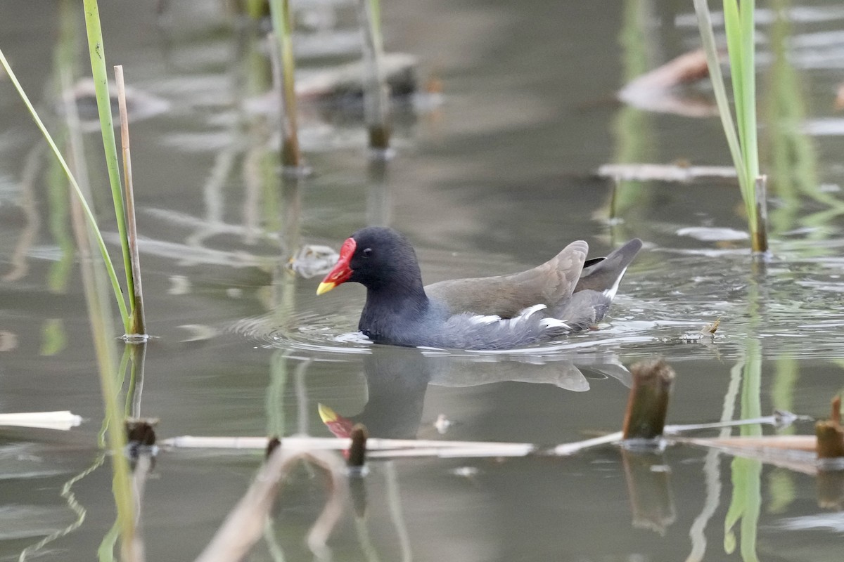 Eurasian Moorhen - ML616144349