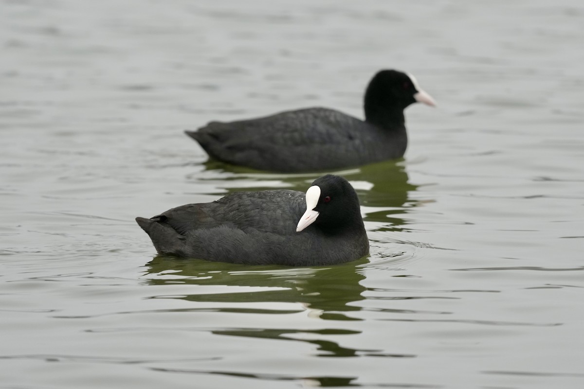 Eurasian Coot - ML616144403