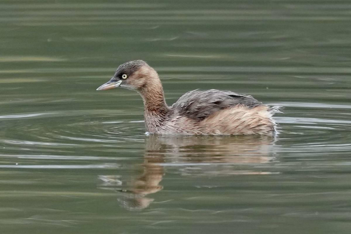 Little Grebe - ML616144460