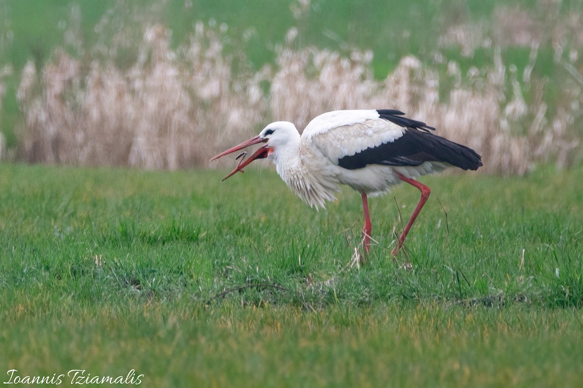 White Stork - ML616144472