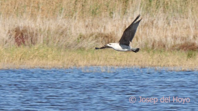 Gaviota Patiamarilla (michahellis) - ML616144483