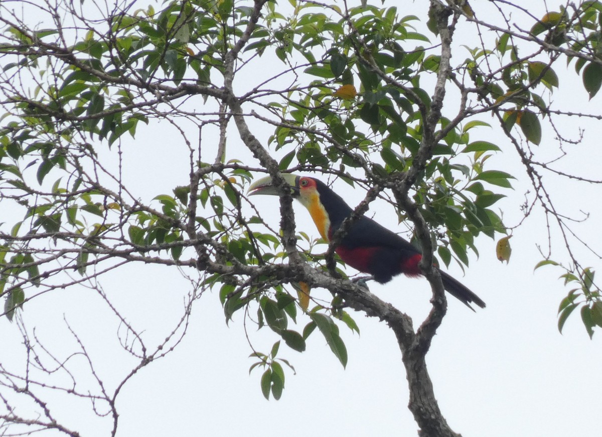 Red-breasted Toucan - ML616144489