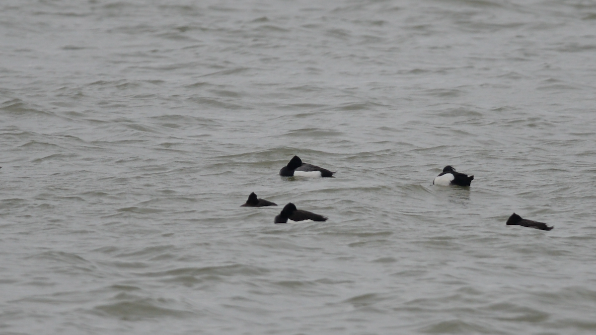 Tufted Duck x Greater Scaup (hybrid) - Xi Hong