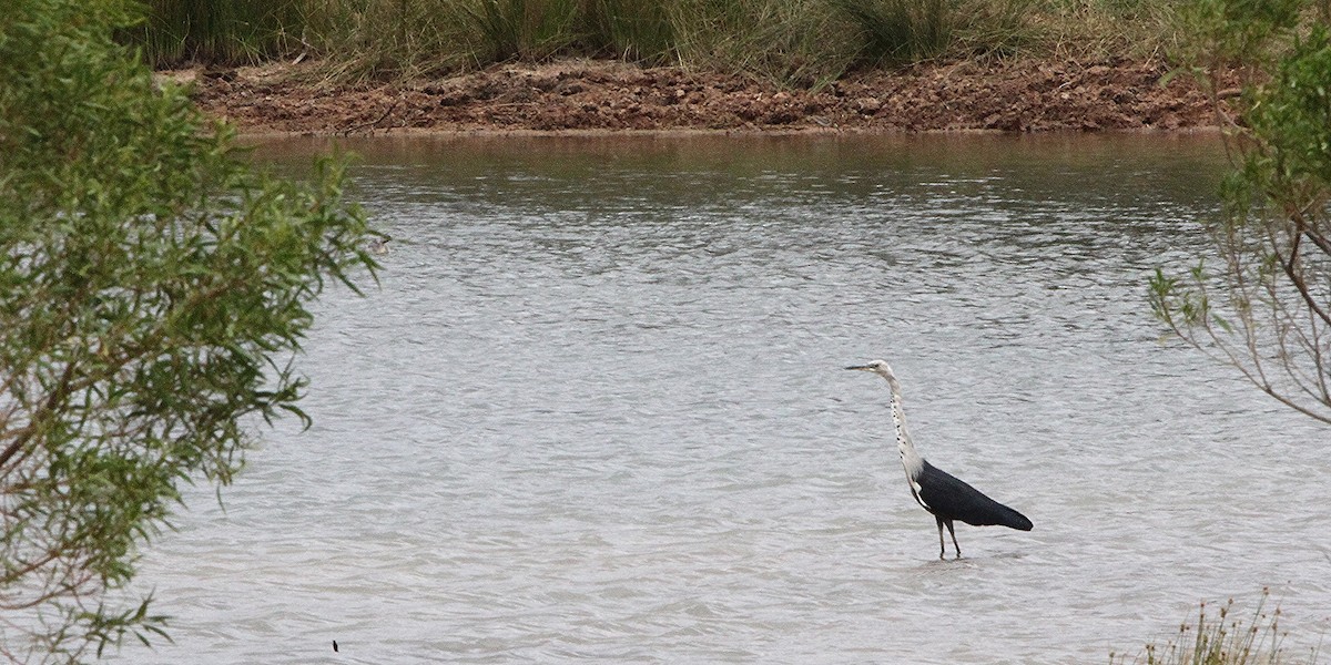 Pacific Heron - ML616144520