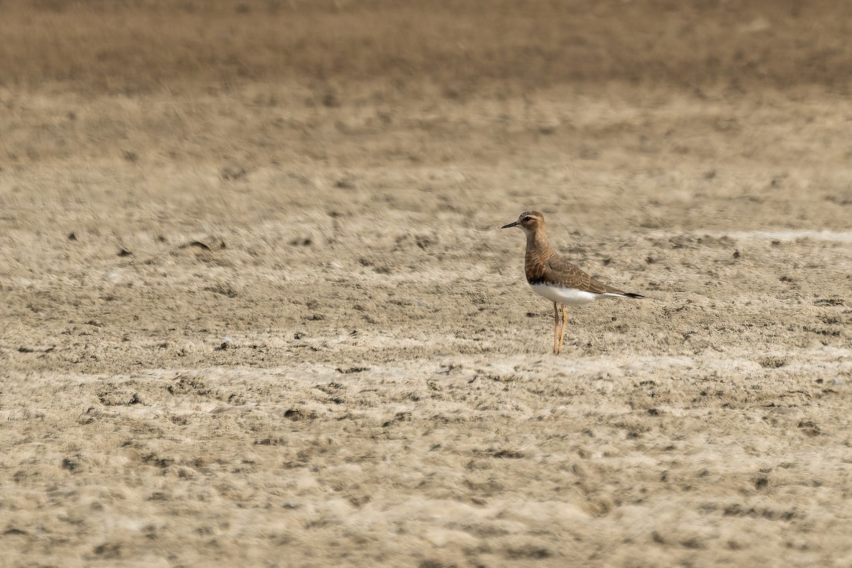 Oriental Plover - Rongrong Angkaew
