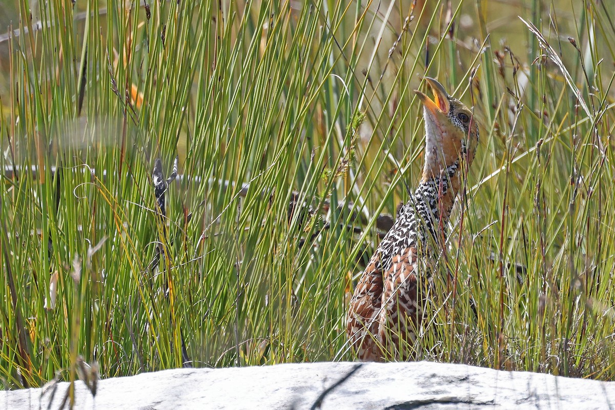 Red-winged Francolin - ML616144555