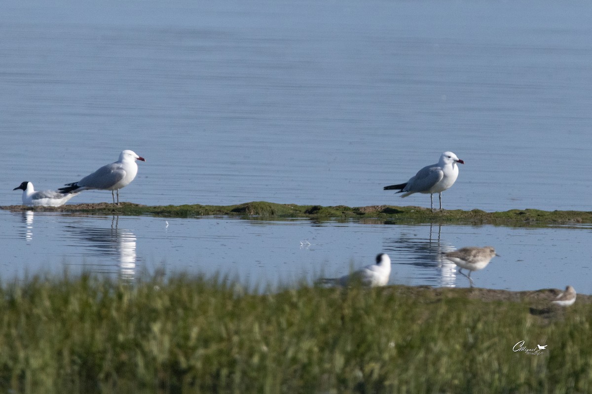 Audouin's Gull - Carlos Miguel