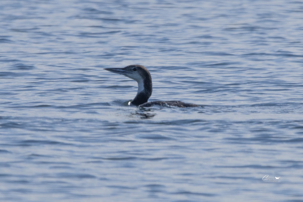 Plongeon huard - ML616144576