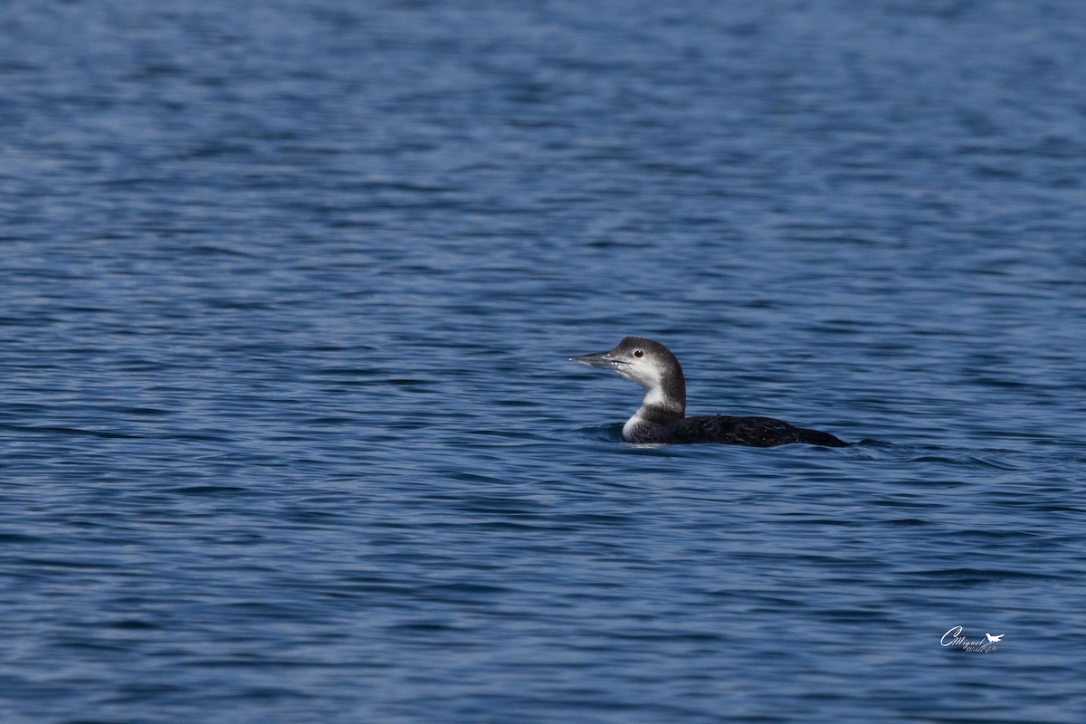 Common Loon - ML616144577