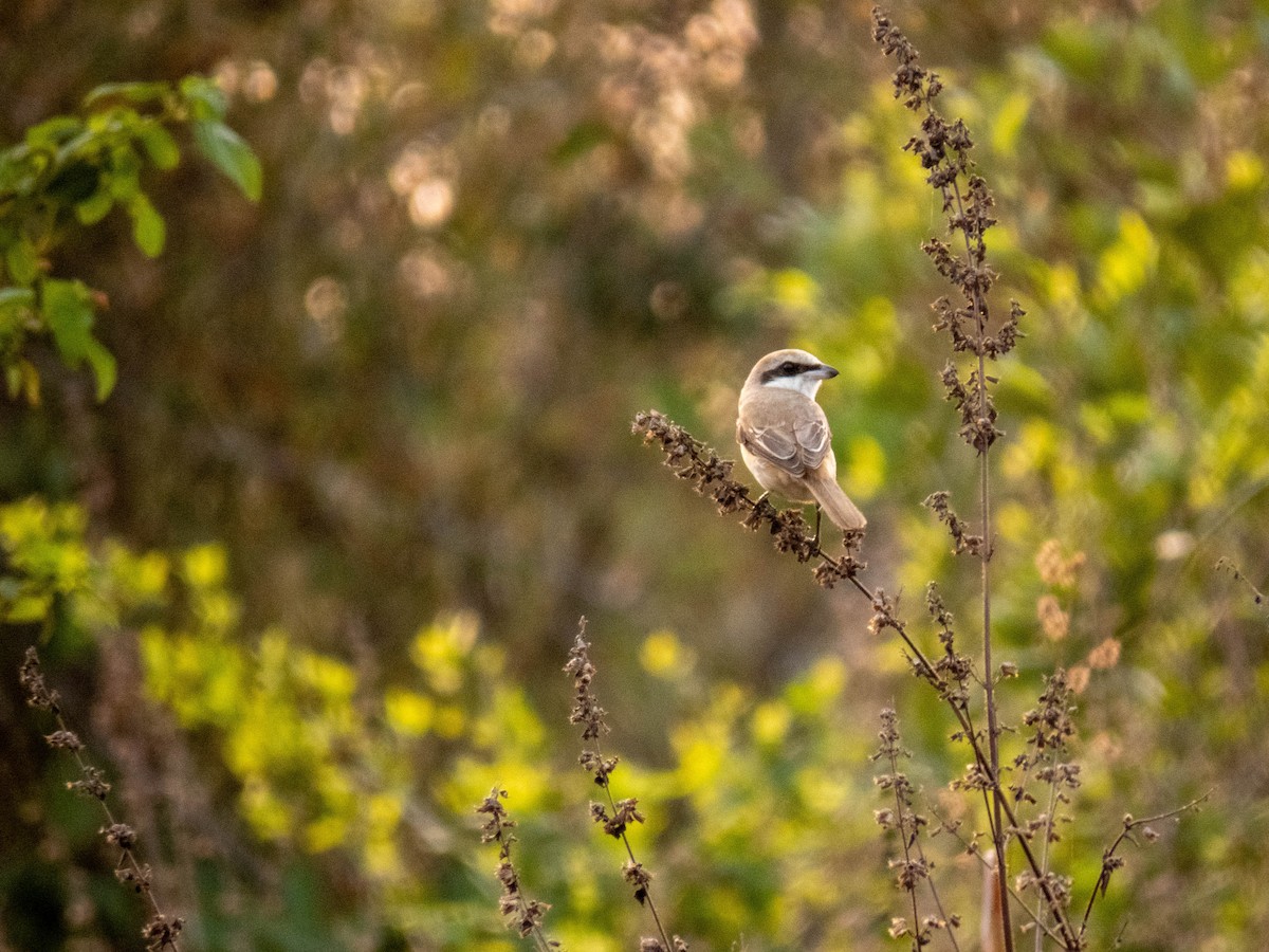 Brown Shrike - shyamkumar puravankara