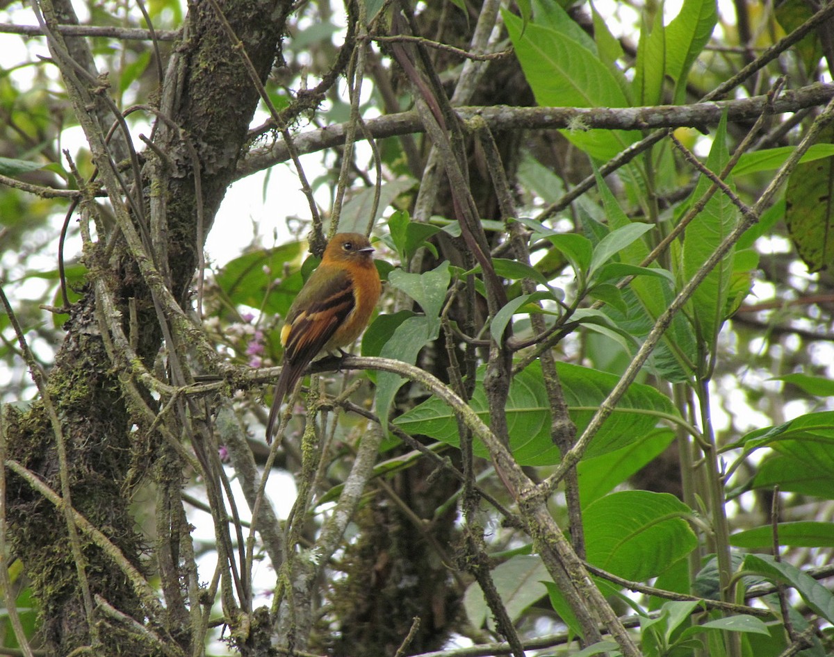 Cinnamon Flycatcher - ML616144592