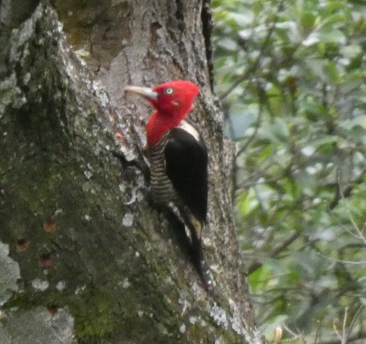 Robust Woodpecker - ML616144601