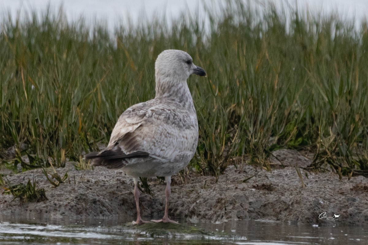 European Herring Gull - ML616144605