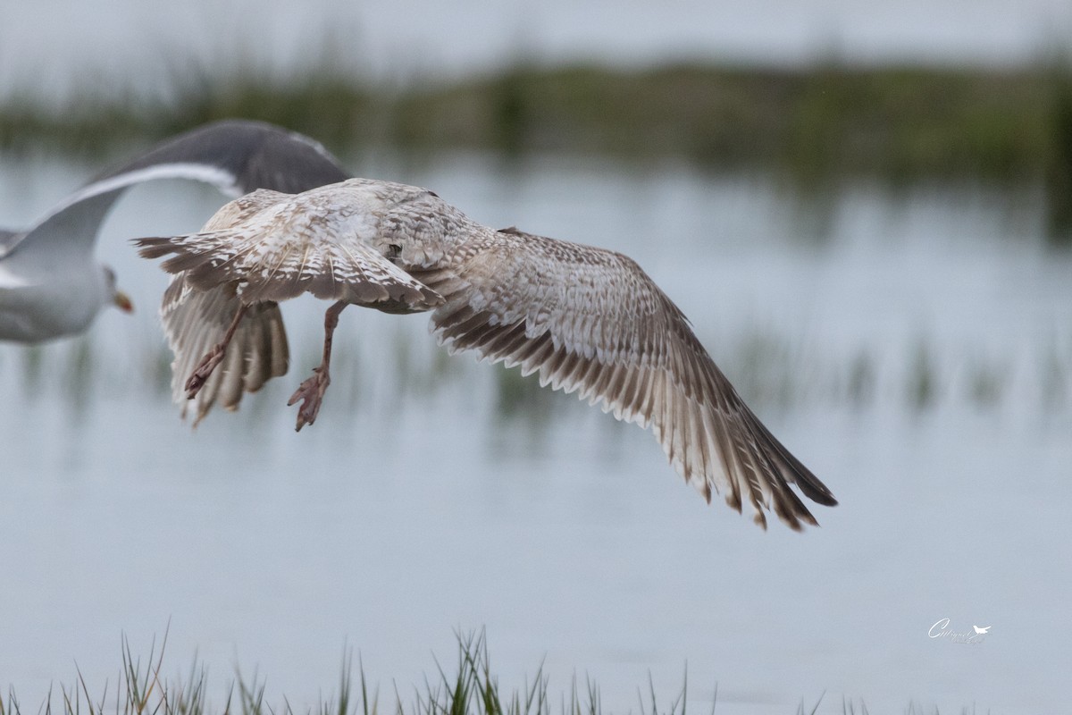 Herring Gull - Carlos Miguel