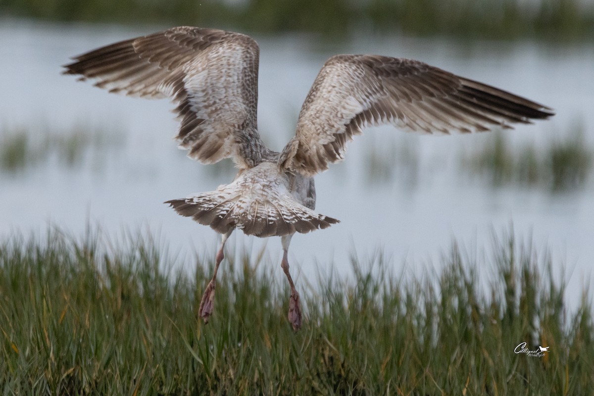 European Herring Gull - ML616144608