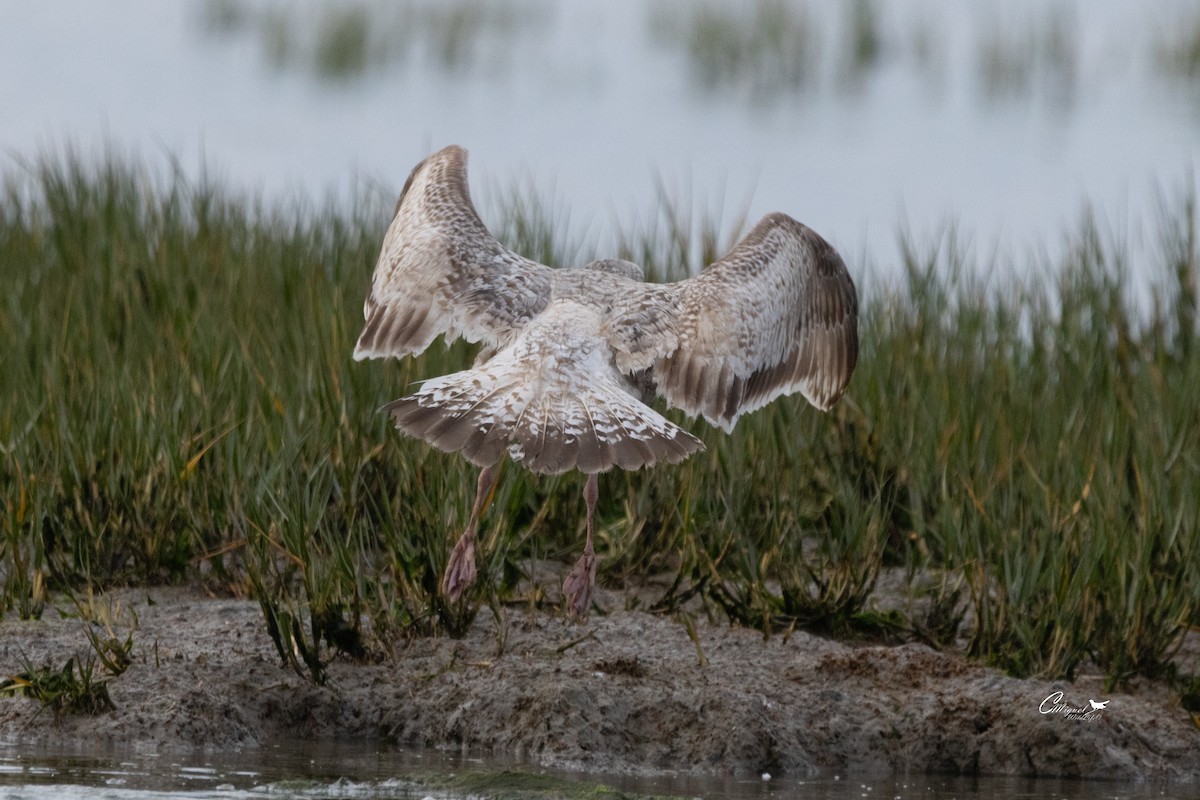 European Herring Gull - ML616144609