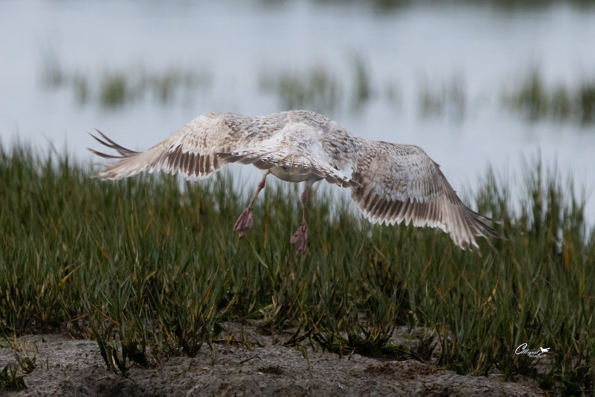 Herring Gull - ML616144611