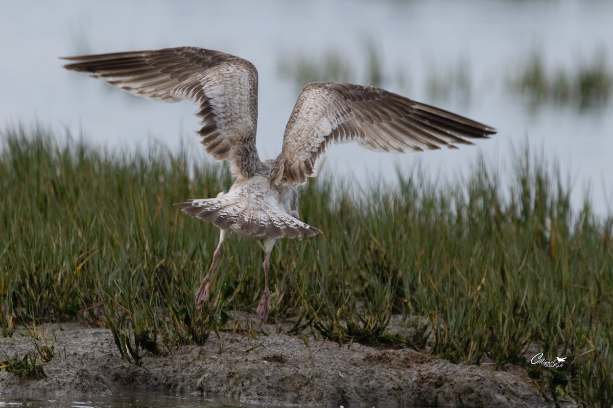 European Herring Gull - ML616144612