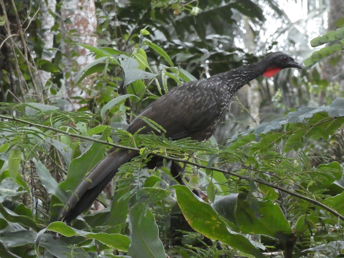 Dusky-legged Guan - ML616144672