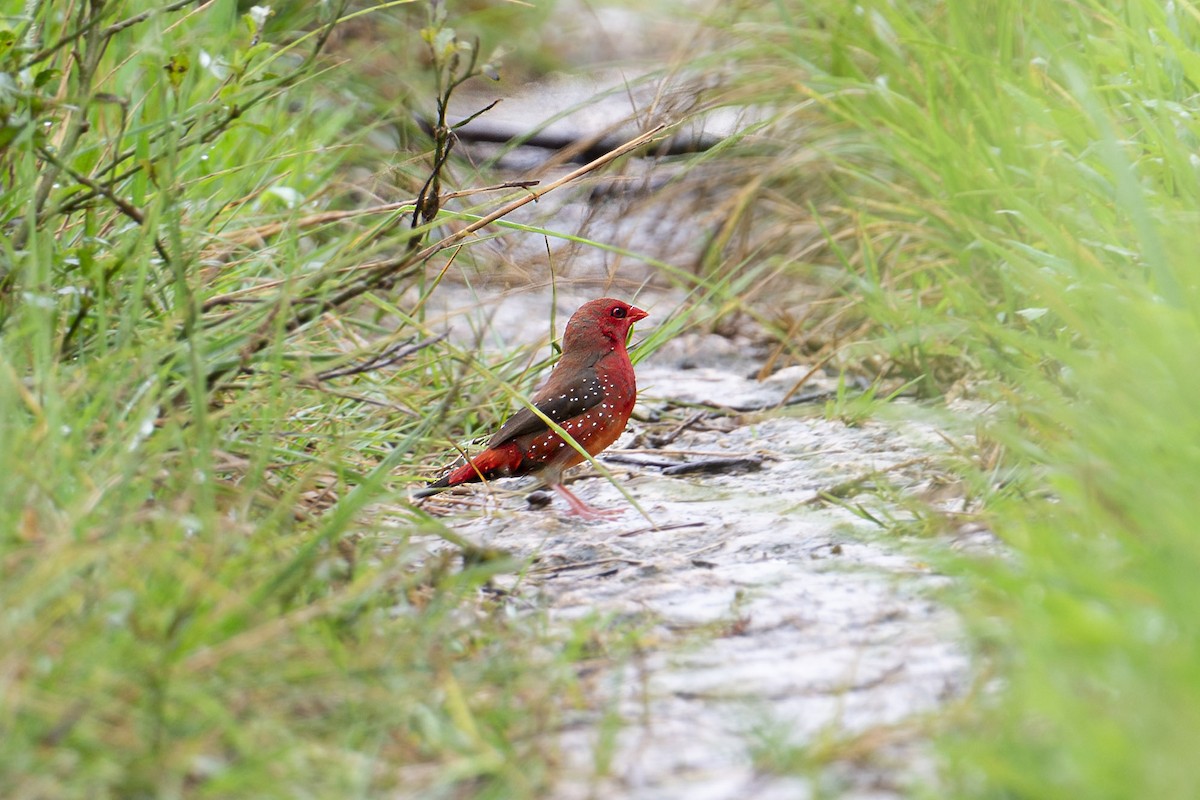 Bengali rouge (flavidiventris) - ML616144707