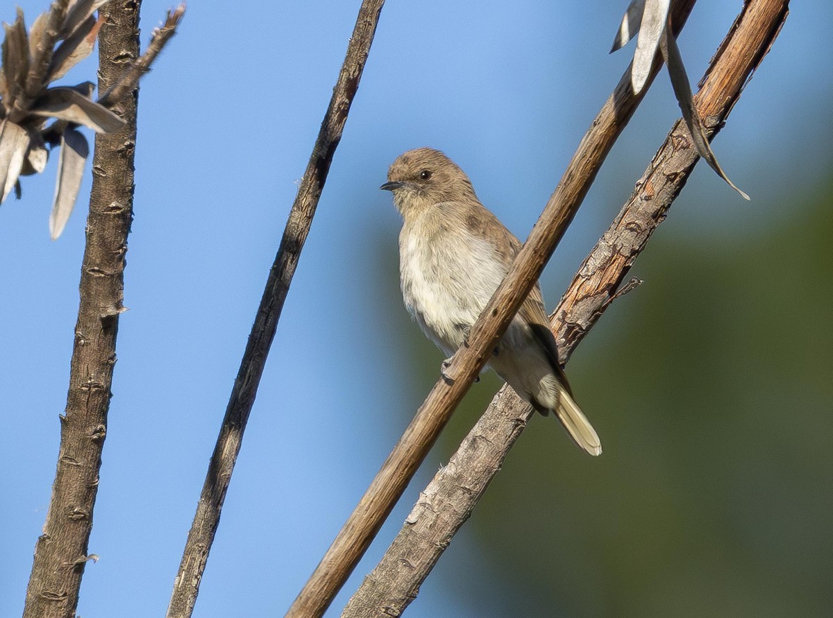 Wahlberg's Honeyguide - ML616144802