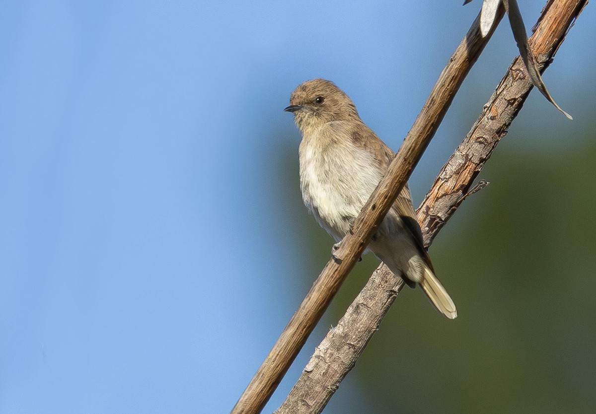 Wahlberg's Honeyguide - ML616144803