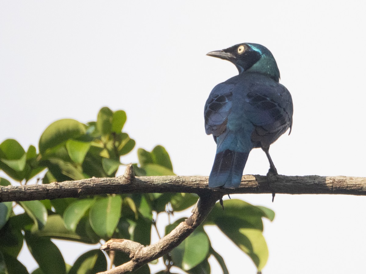 Splendid Starling - ML616144888