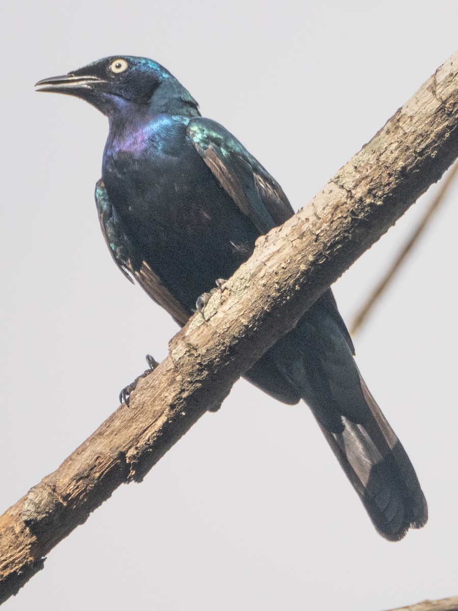 Splendid Starling - ML616144889