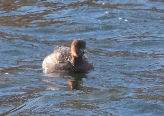 Little Grebe - ML616144924