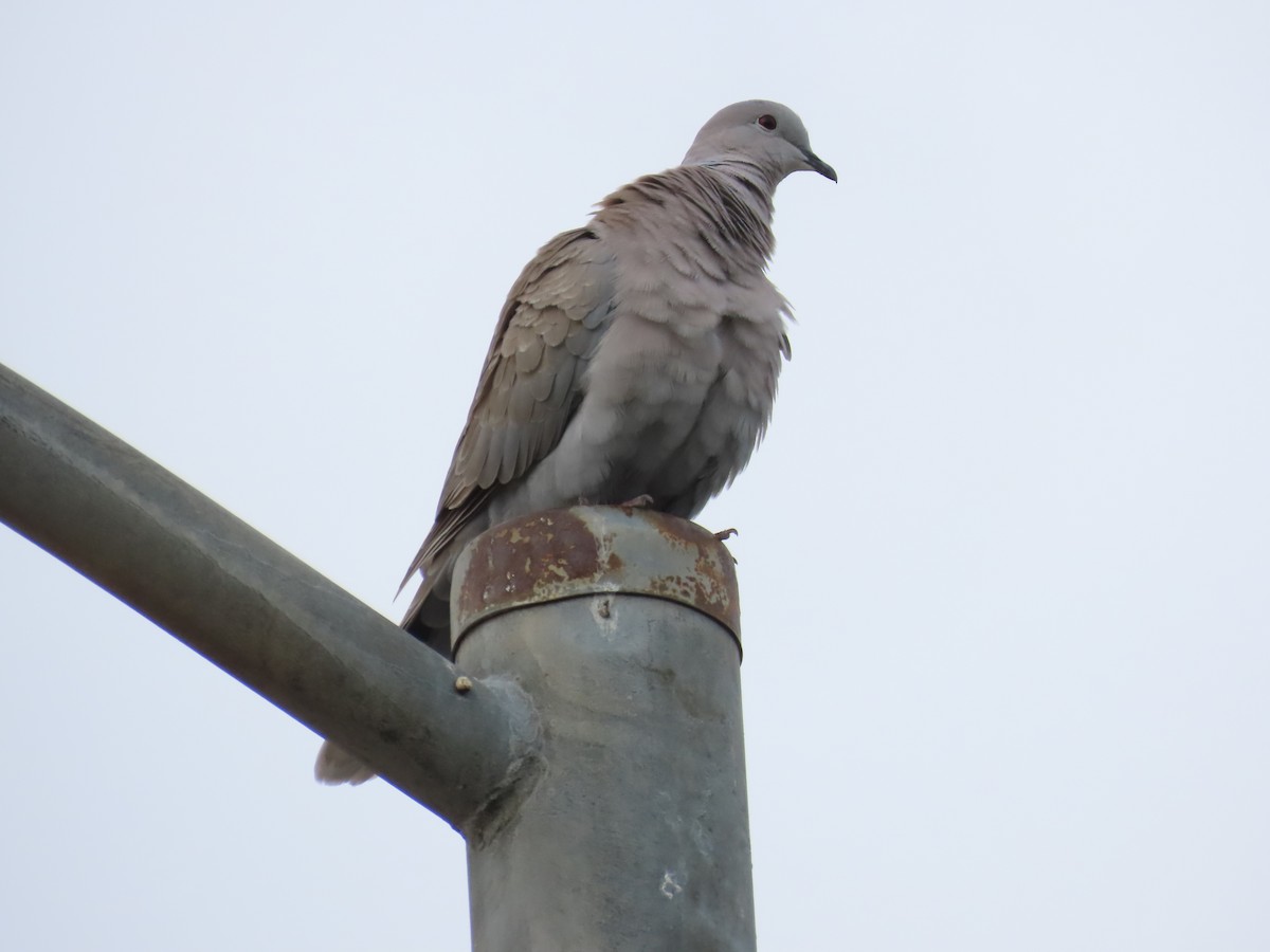 Eurasian Collared-Dove - ML616144926