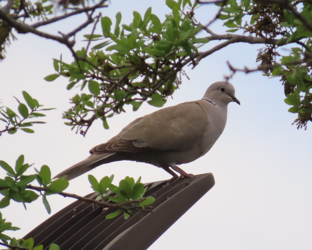 Eurasian Collared-Dove - ML616144927