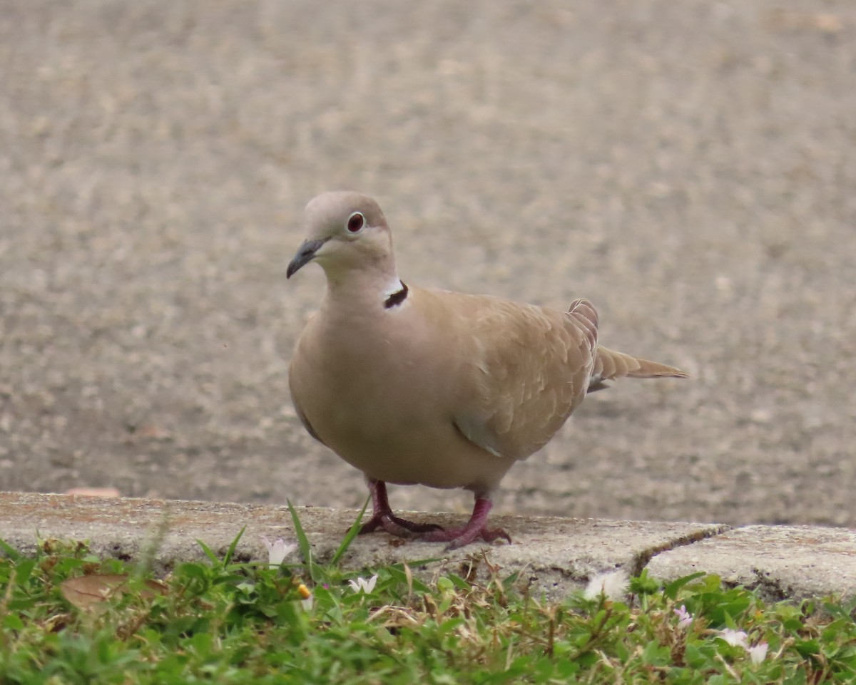 Eurasian Collared-Dove - ML616144928